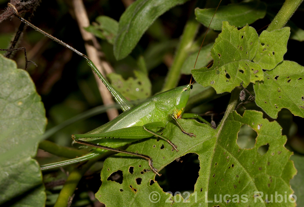 Neoconocephalus brevis