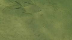 Trachinotus goodei