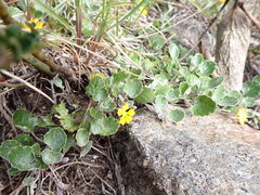 Goodenia hederacea alpestris