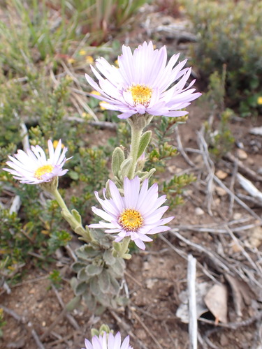 Image of Olearia frostii by (c) Nina Kerr, some rights reserved (CC BY)