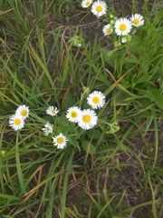 Erigeron annuus