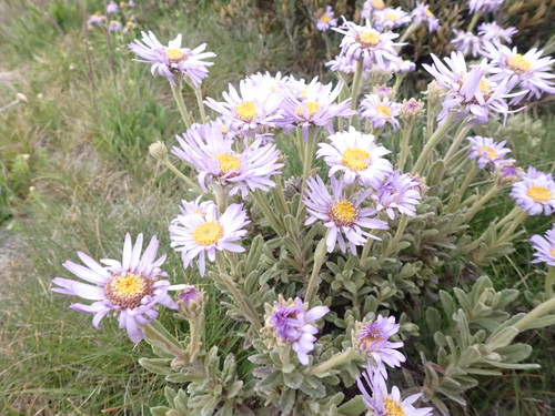 Image of Olearia frostii by (c) Nina Kerr, some rights reserved (CC BY)