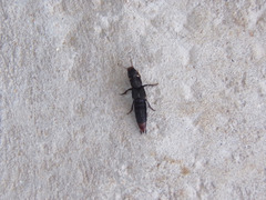 Platydracus scabrosus
