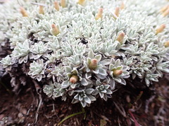 Argyrotegium nitidulum