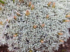 Argyrotegium nitidulum