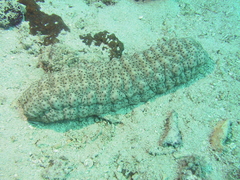 Stichopus herrmanni