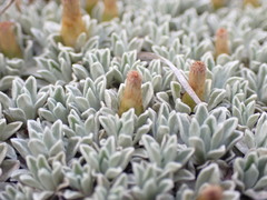 Argyrotegium nitidulum