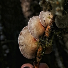 Campanophyllum proboscideum