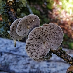 Campanophyllum proboscideum