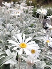 Celmisia sericophylla