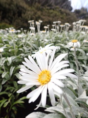 Celmisia sericophylla