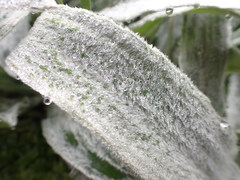 Celmisia sericophylla