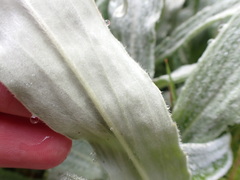 Celmisia sericophylla