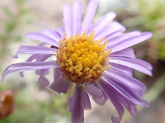 Brachyscome rigidula