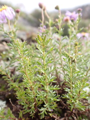 Brachyscome rigidula