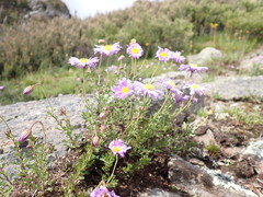 Brachyscome rigidula