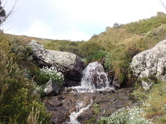 Celmisia sericophylla