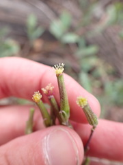 Arrhenechthites mixtus