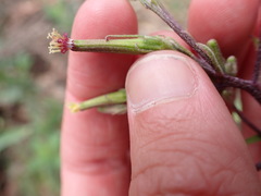 Arrhenechthites mixtus