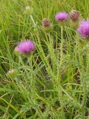 Carduus acanthoides