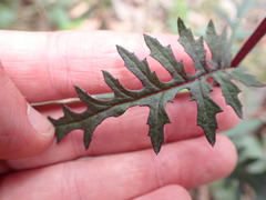 Arrhenechthites mixtus