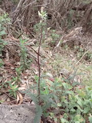 Arrhenechthites mixtus