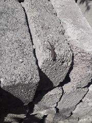 Sceloporus grammicus