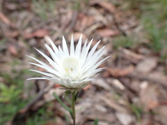 Helichrysum leucopsideum