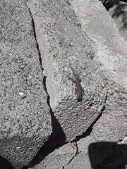 Sceloporus grammicus