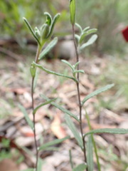 Helichrysum leucopsideum