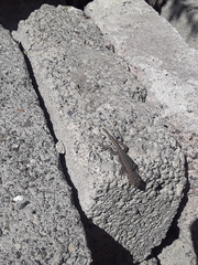 Sceloporus grammicus