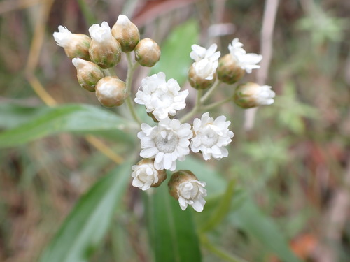 Image of Ozothamnus stirlingii by (c) Nina Kerr, some rights reserved (CC BY)