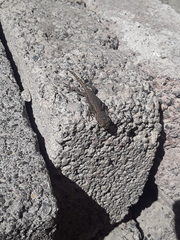 Sceloporus grammicus