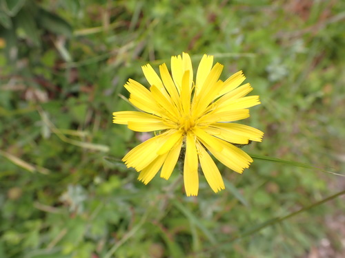 Image of Picris Angustifolia (Picris angustifolia) by (c) Nina Kerr, some rights reserved (CC BY)