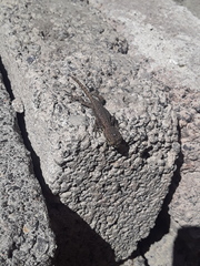 Sceloporus grammicus