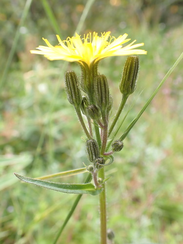 Image of Picris Angustifolia (Picris angustifolia) by (c) Nina Kerr, some rights reserved (CC BY)