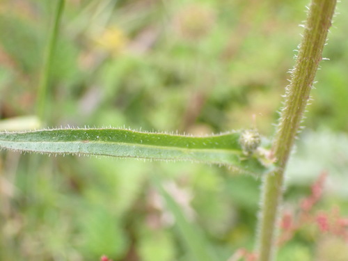 Image of Picris Angustifolia (Picris angustifolia) by (c) Nina Kerr, some rights reserved (CC BY)
