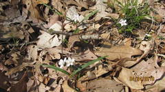 Claytonia virginica