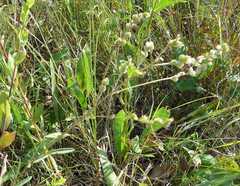 Lespedeza leptostachya