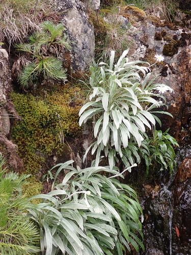 Celmisia sericophylla, photograph 3