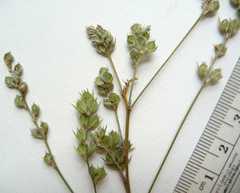 Lespedeza leptostachya