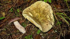 Russula olivacea