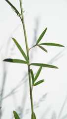 Lespedeza leptostachya