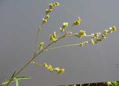 Lespedeza leptostachya