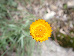 Leucochrysum albicans albicans