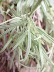 Leucochrysum albicans albicans