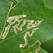 Stigmella quercipulchella - Photo (c) Christine Young, some rights reserved (CC BY-NC), uploaded by Christine Young