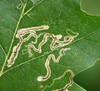 Stigmella quercipulchella - Photo (c) Christine Young, some rights reserved (CC BY), uploaded by Christine Young
