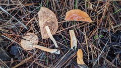 Lactarius subflammeus