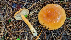 Lactarius subflammeus